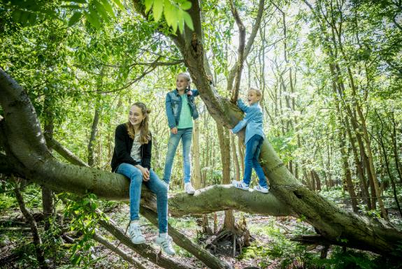 Wandelen in het bos | Kustpark Texel