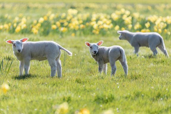 Lammetjes in de wei | Kustpark Texel